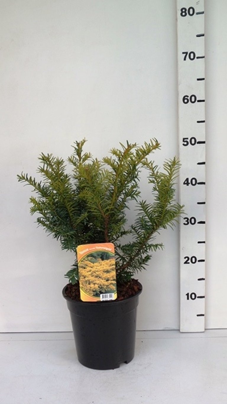 Taxus b. 'Summergold' - C3 25-30 CM